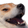 :DoggoKek: