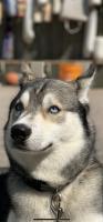 EIM Huskie's Photo