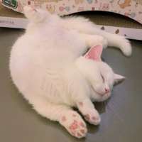 sugarconealt's Photo