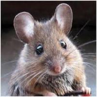 a tiny mouse's Photo