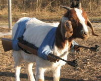Loaded Goat's Photo