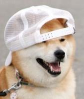 Pupper's Photo