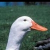 White duck22's Photo