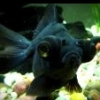 Zwarte vis's Photo